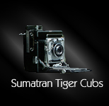 View Sumatran Tiger Cubs Portfolio with sound